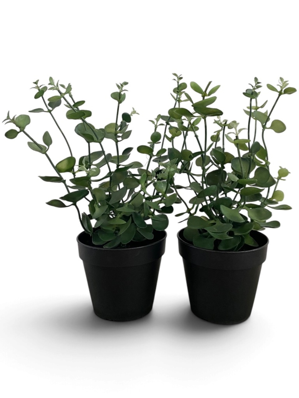 Pottery Barn Faux Potted Silver Dollar Mini Eucalyptus Plants Set of 2 NWT